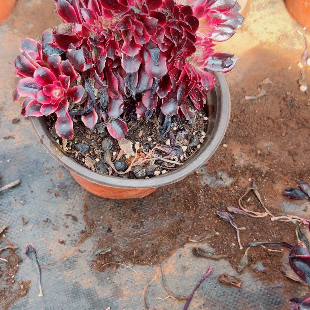 我1318 号多肉法师新年特价