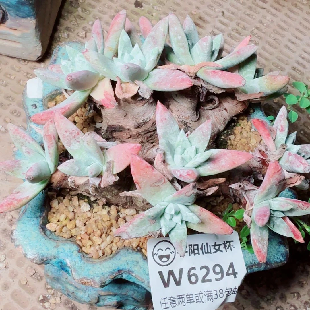 6294瑕疵刘丹杂仙女杯