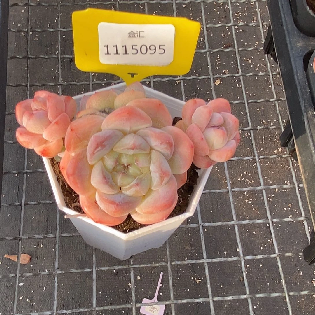 ?**?1115095珍妮，多肉
