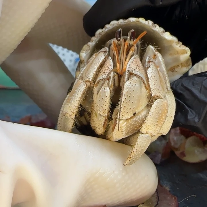 A93青灰 灰白2.2cm口径