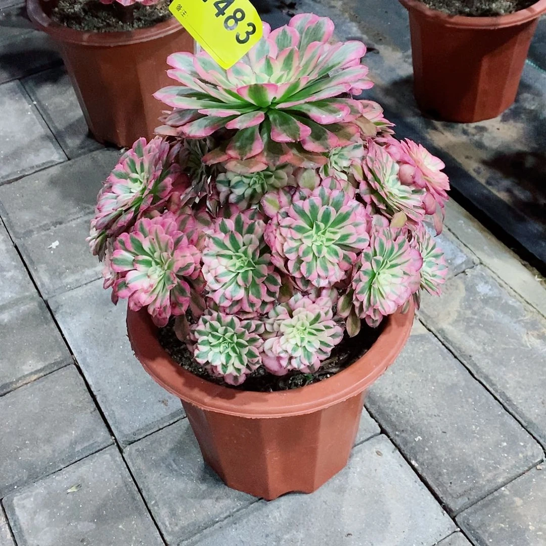 曉***座红铜白483   冠幅24