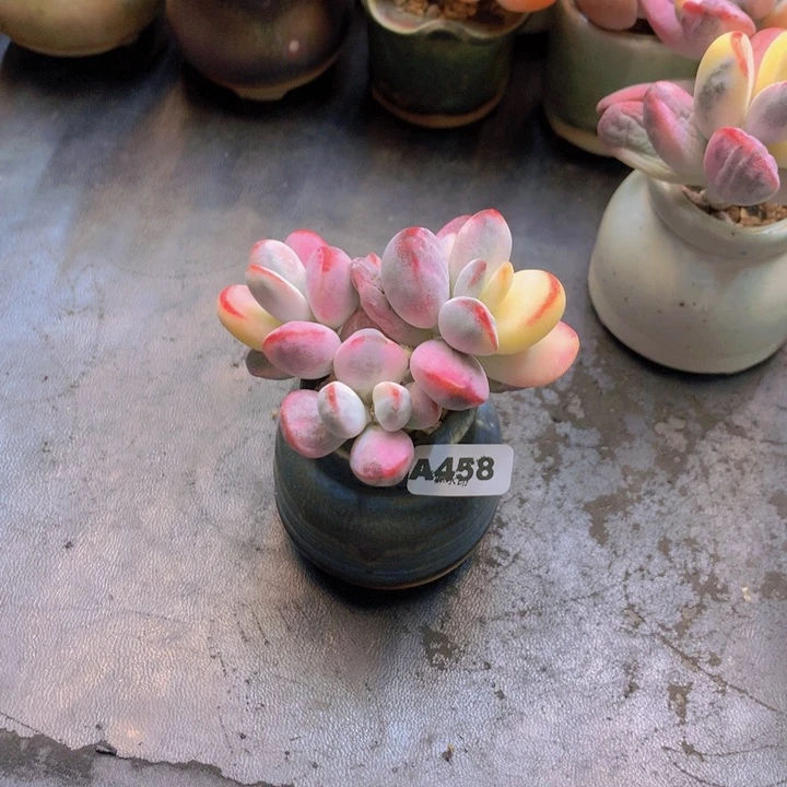 能***夫一物一拍含盆土满38包邮A458