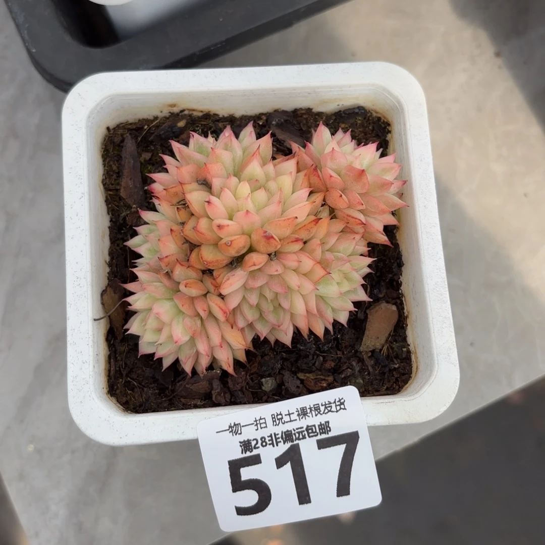 女雏锦无盆土发货