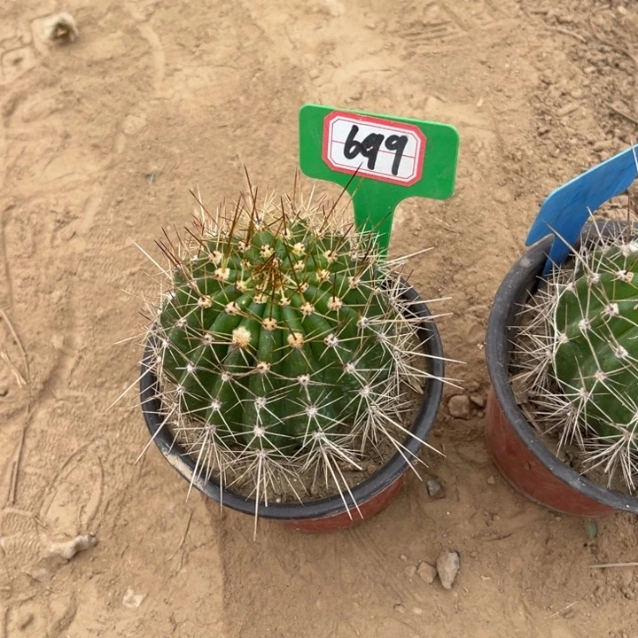 忆**?699。毛花柱大糖果。。。