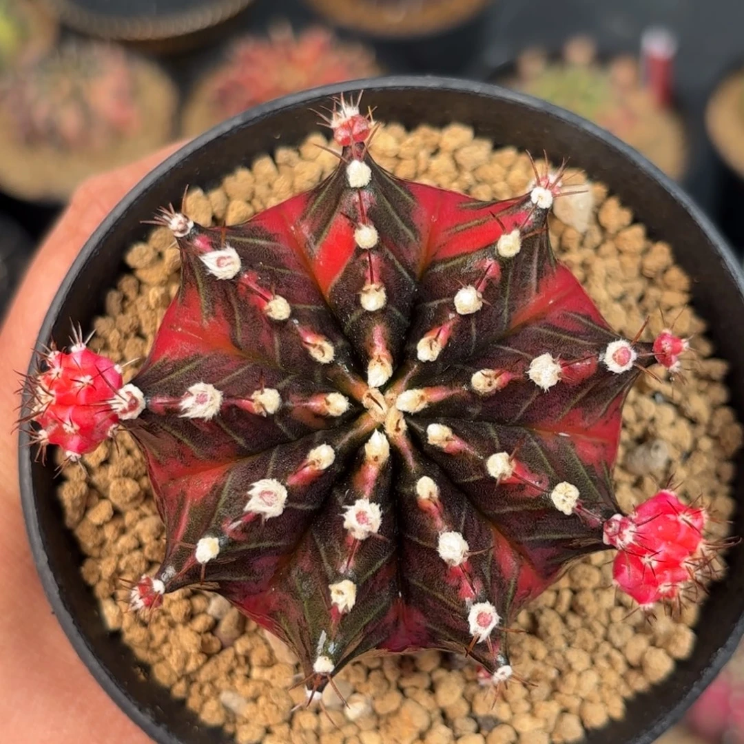 泰系米哈实生仙人球系列160