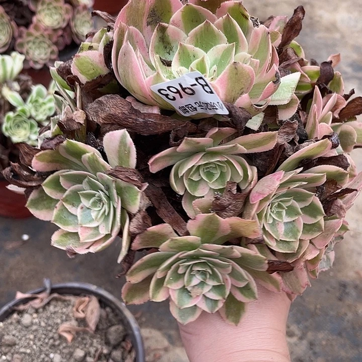 963云和多肉植物法师
