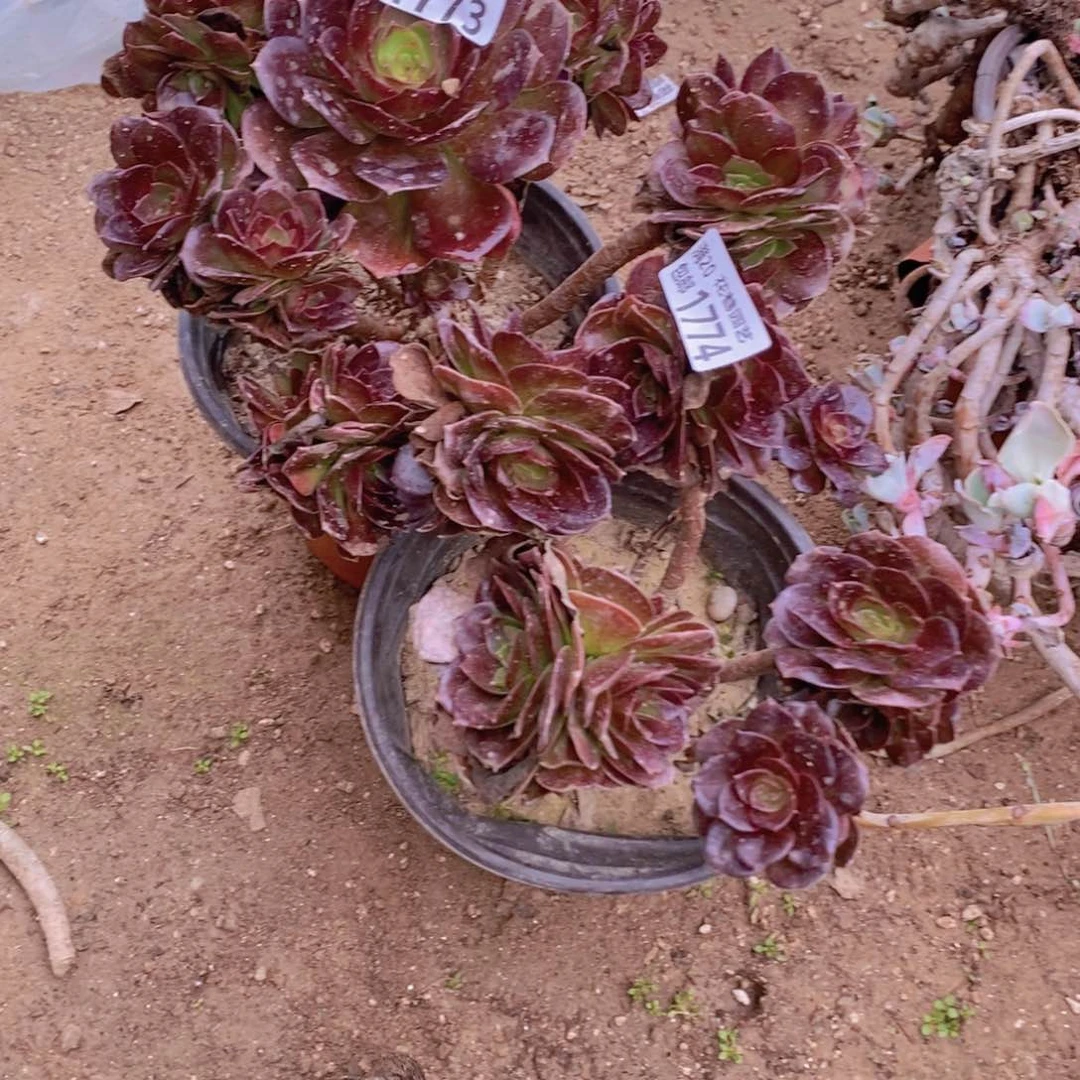 1773-1774 号一物一拍多肉植物