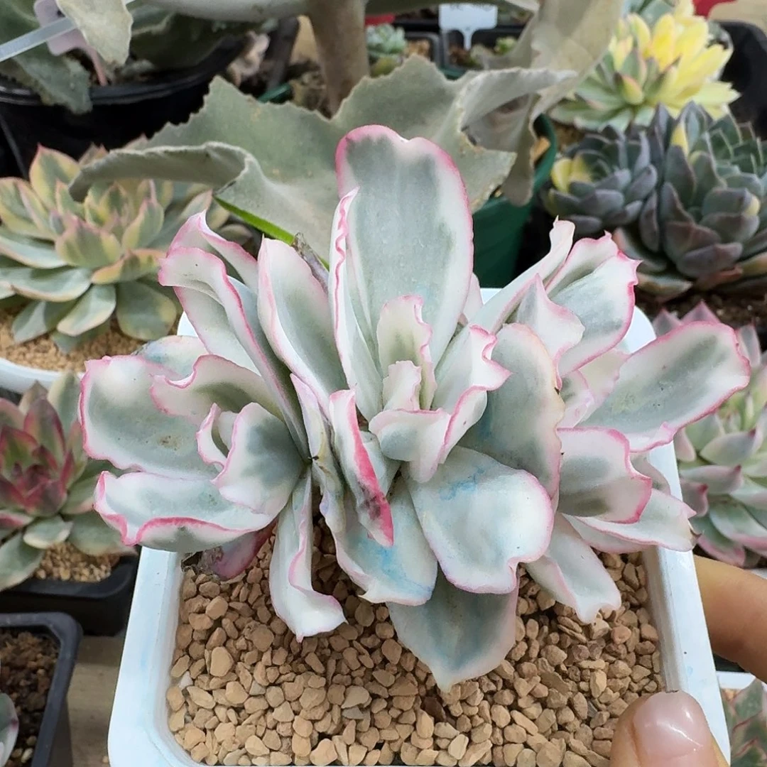 伯克利锦无砍老桩