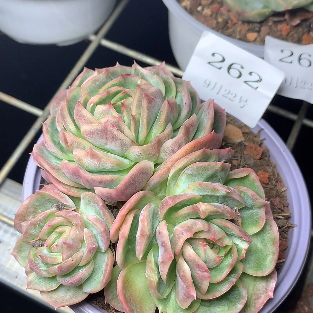 【闪购商品】云262号潘多拉12厘米