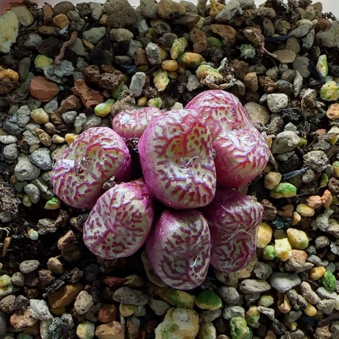 ?*月2-8鳄鱼皮安贞脱土