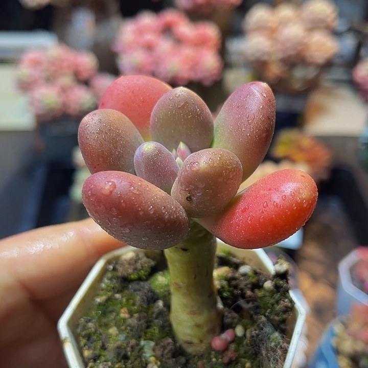 974 芒果奶6 厘米