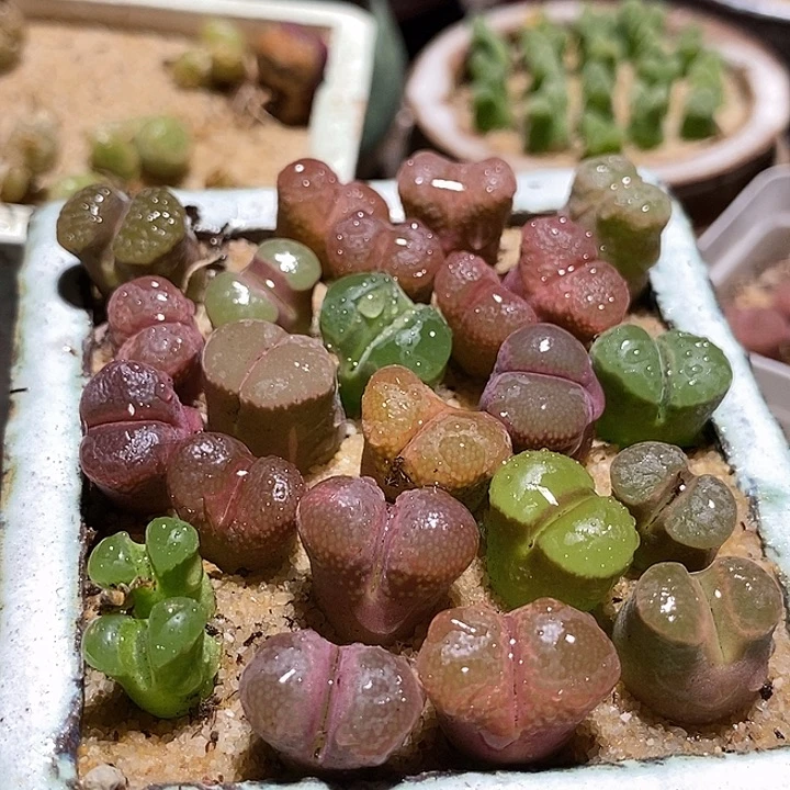 编号好风铃一颗