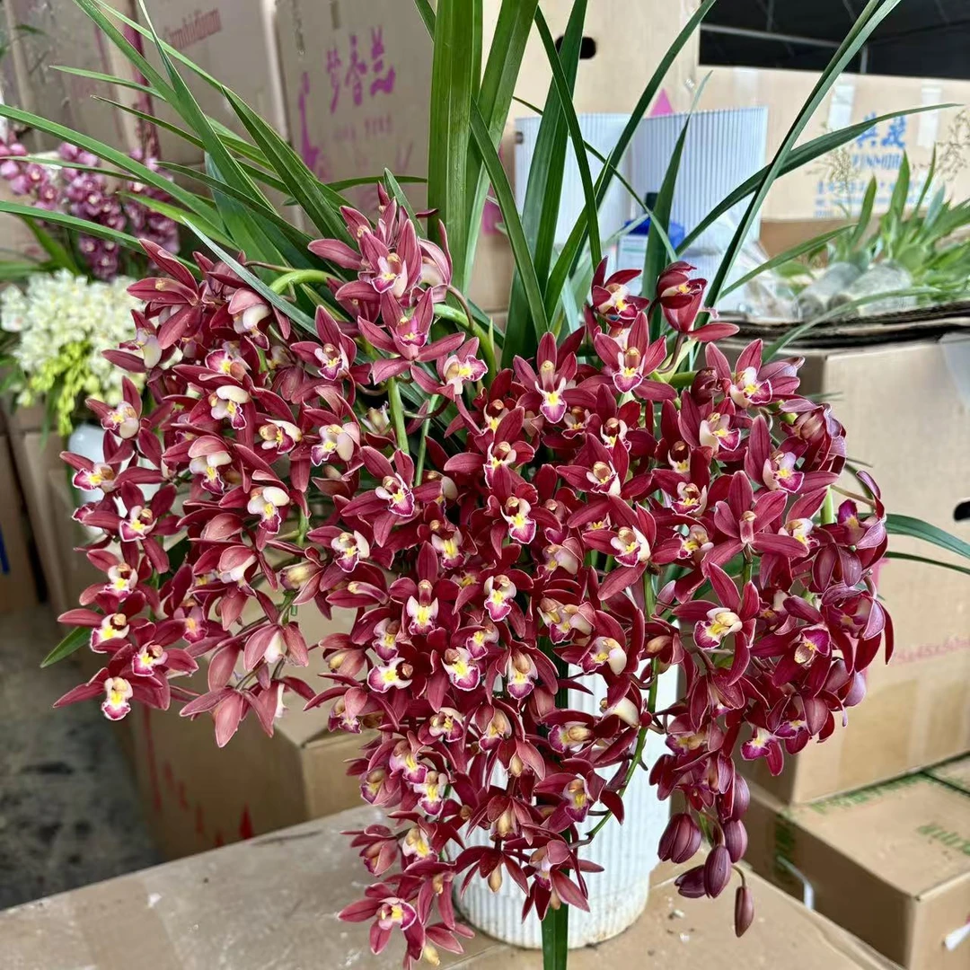红宝石大花蕙兰2-3花剑起发易养护长花期室内高端兰花