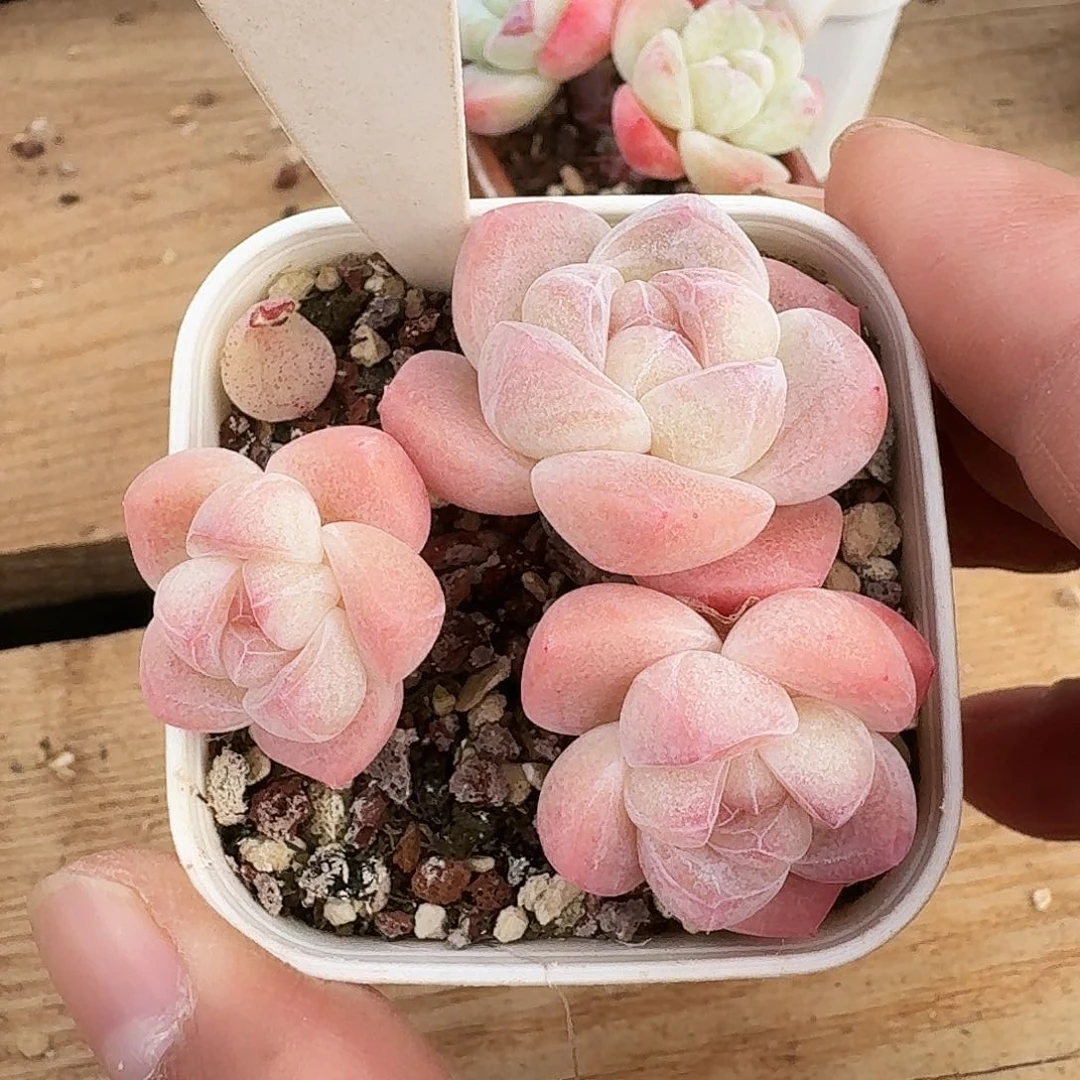 多肉白底冰玉群生1138号