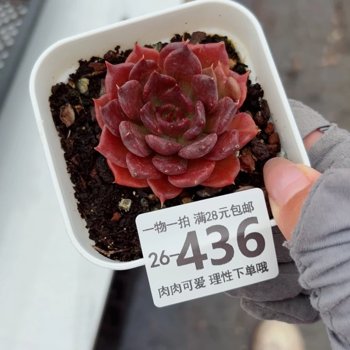 黑饺子皮无盆土发货多肉