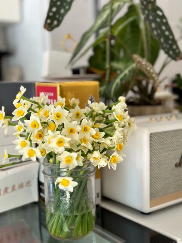 漳州水仙花鲜切花水培开花室内花束基地农田现摘现发浓香冬季花卉