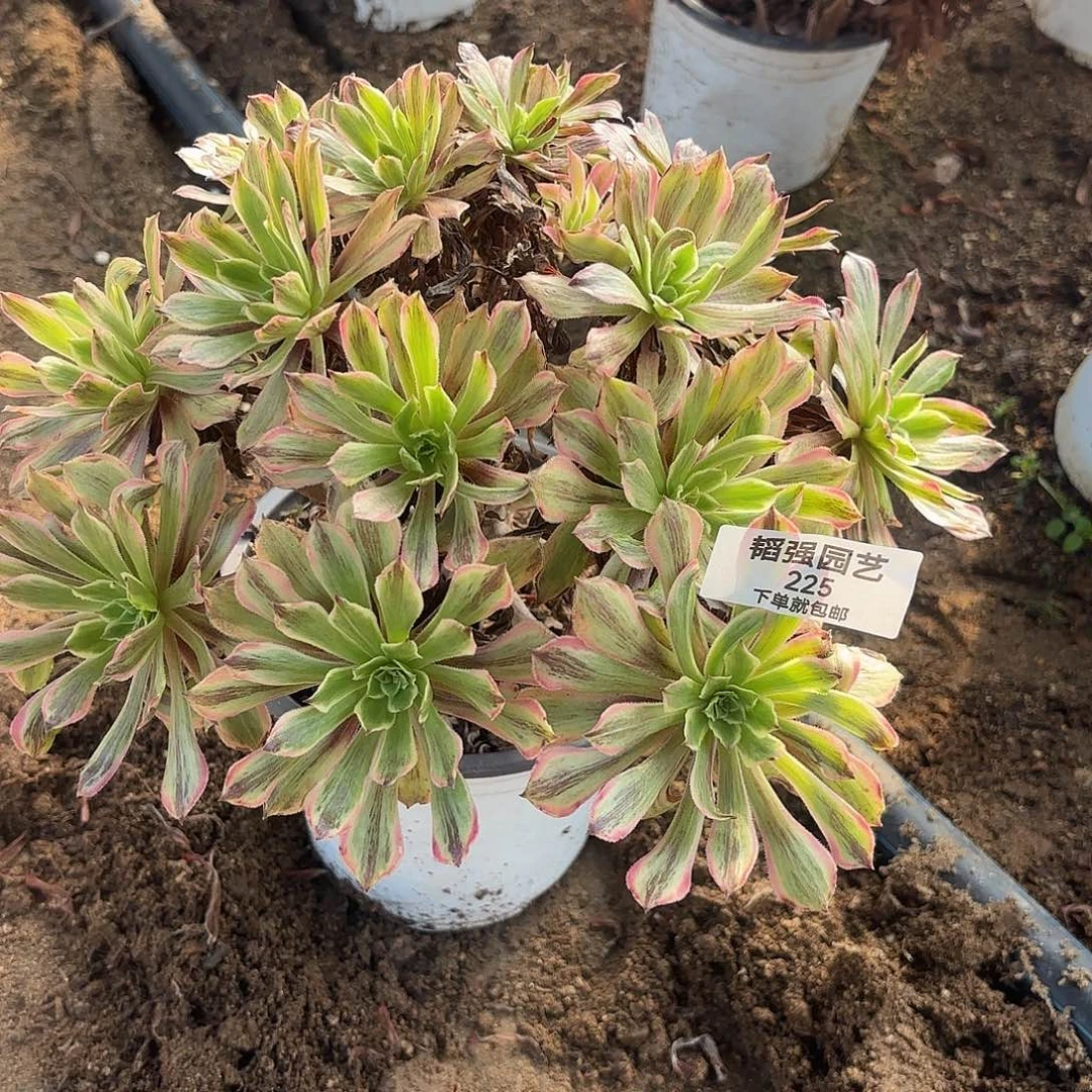 粉黛多肉植物老庄225