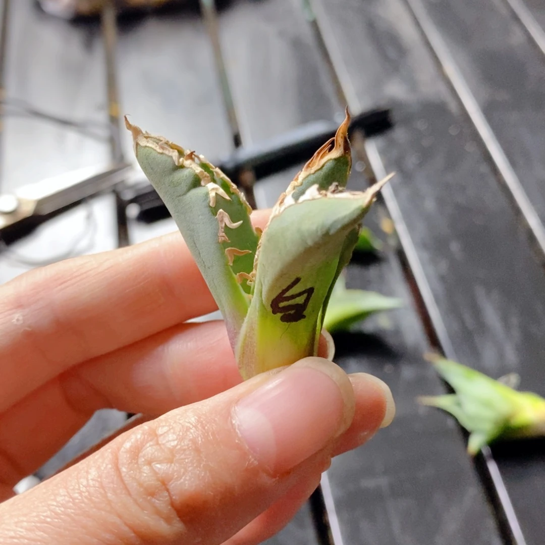 白豪刺无根牙子仁王冠1111