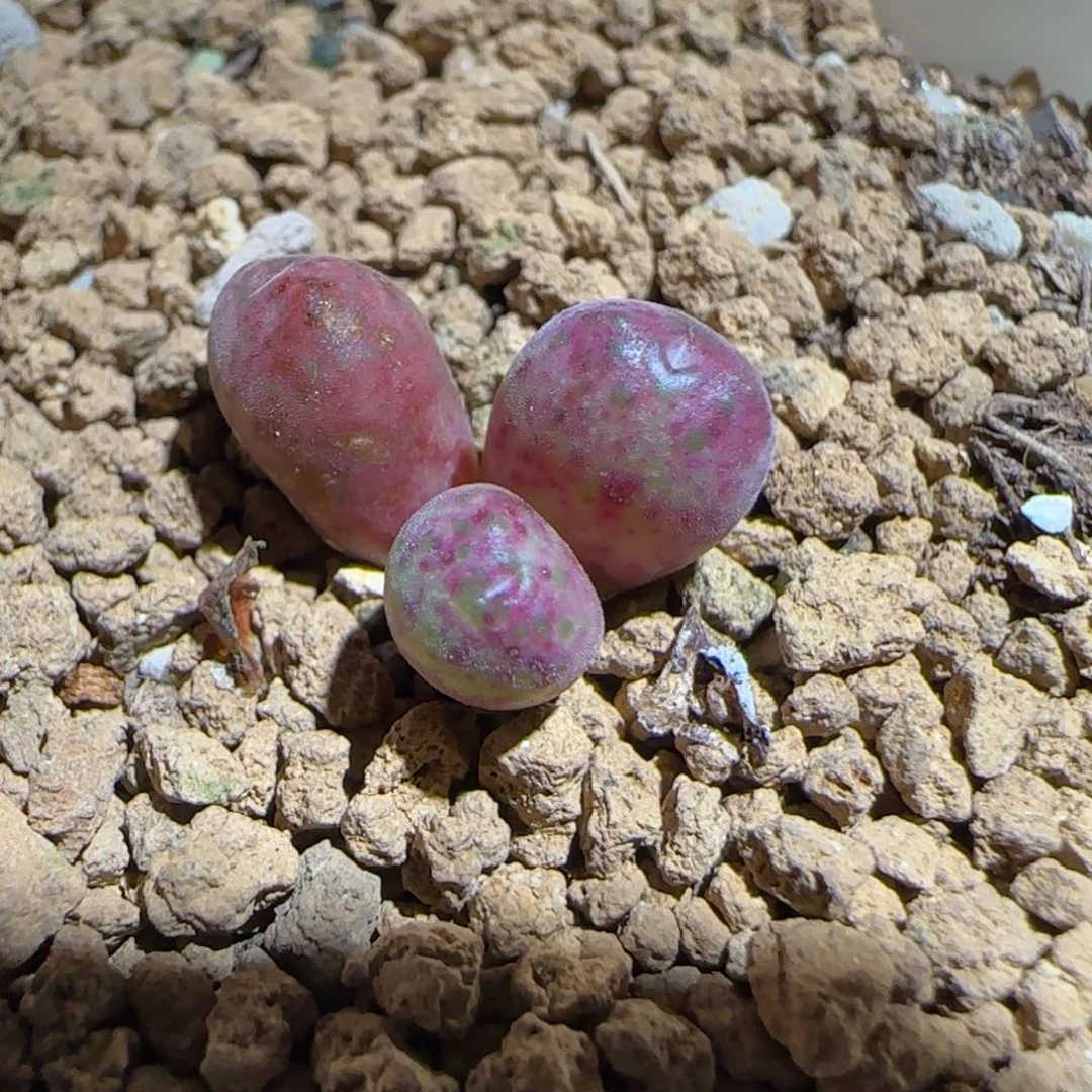 肉锥多肉植物组合-杂交斑马760