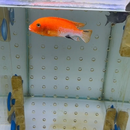 慈鲷鱼太阳花黑鳍一条