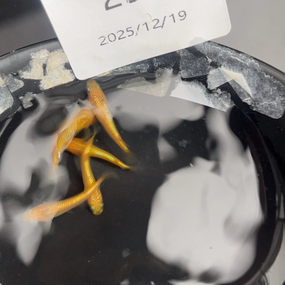 青鳉鱼256玫瑰宝石五尾