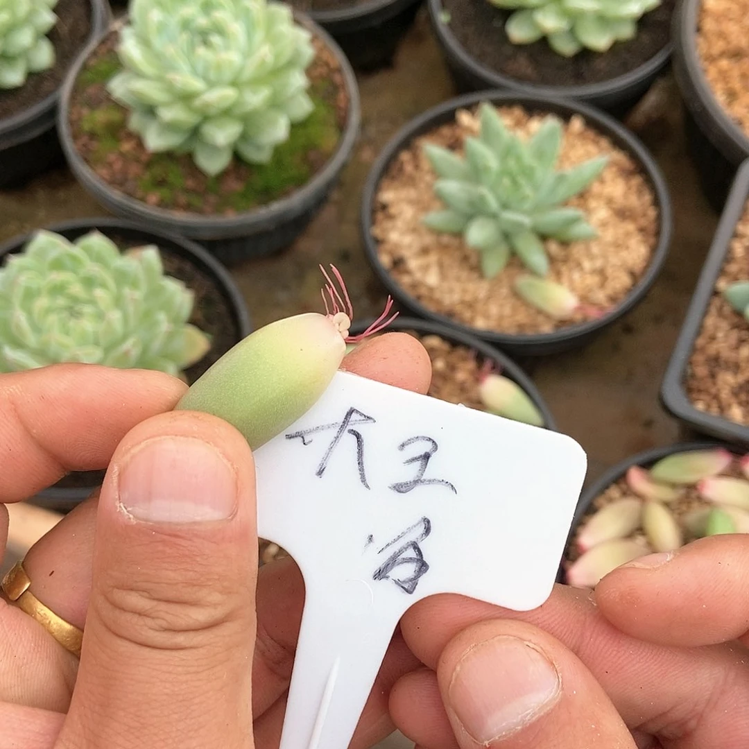 【闪购商品】磕****赞不知名美人单头叶片