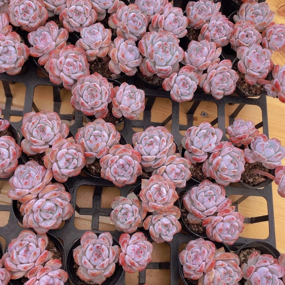 805号 石榴籽星影双头飘枝一个