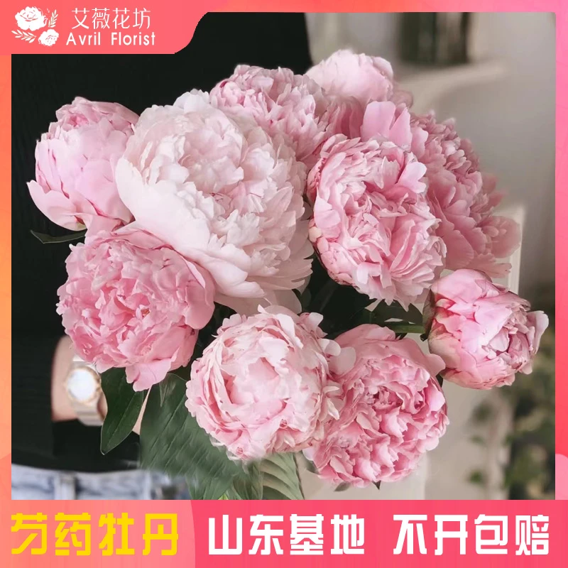 『山东精品芍药』芍药鲜花  芍药鲜切花 山东基地直发