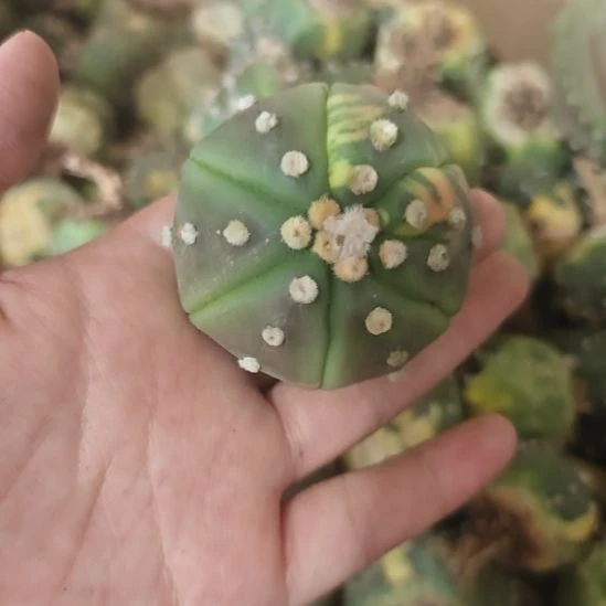 一物一拍兜锦实生仙人球！！！