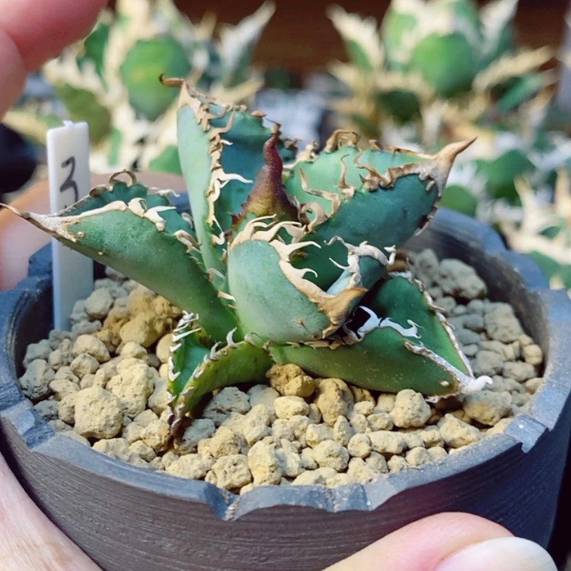 【闪购商品】遥**及星空侧芽