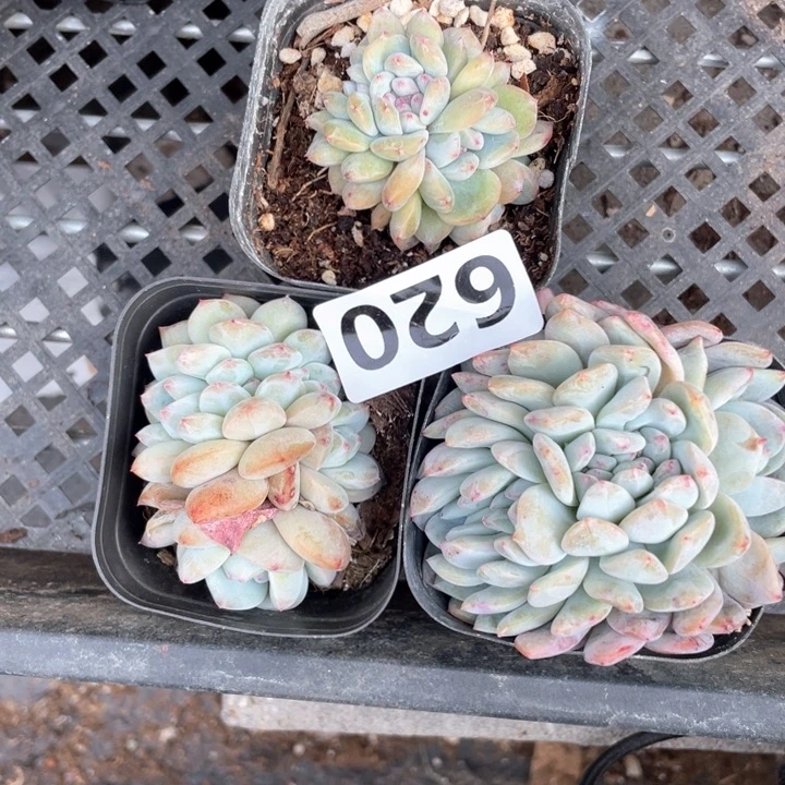 ?*?多肉植物一物一拍