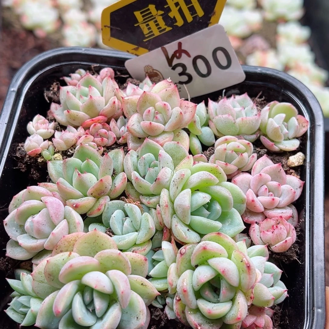 多肉植物多肉植物