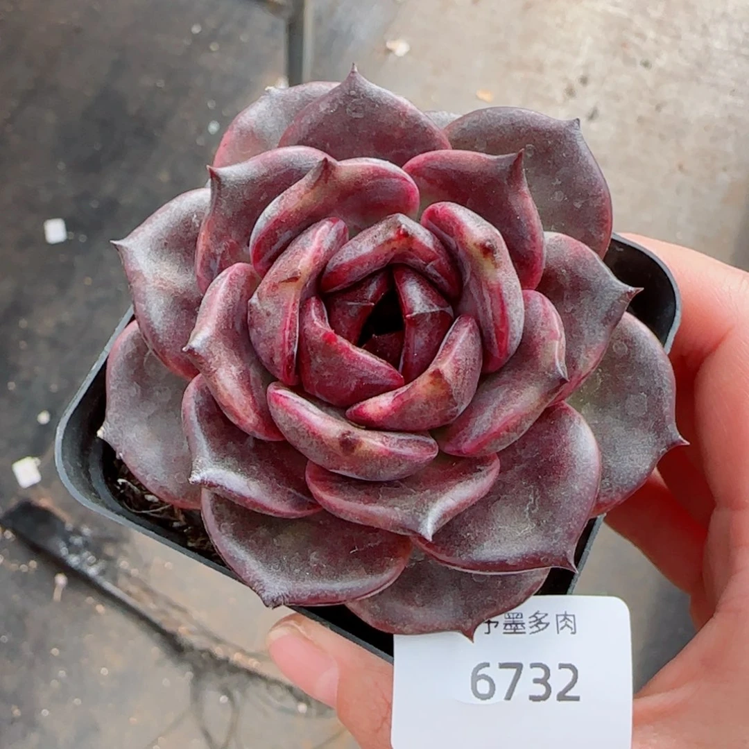 黑玫瑰，6732多肉植物