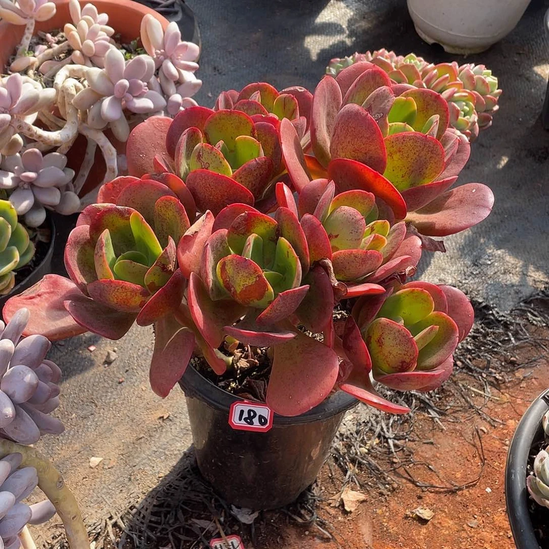 180大唐玫瑰 一物一拍多肉