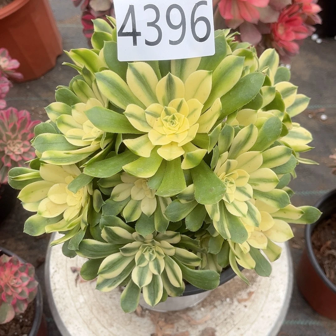 4396辛尼亚多肉植物
