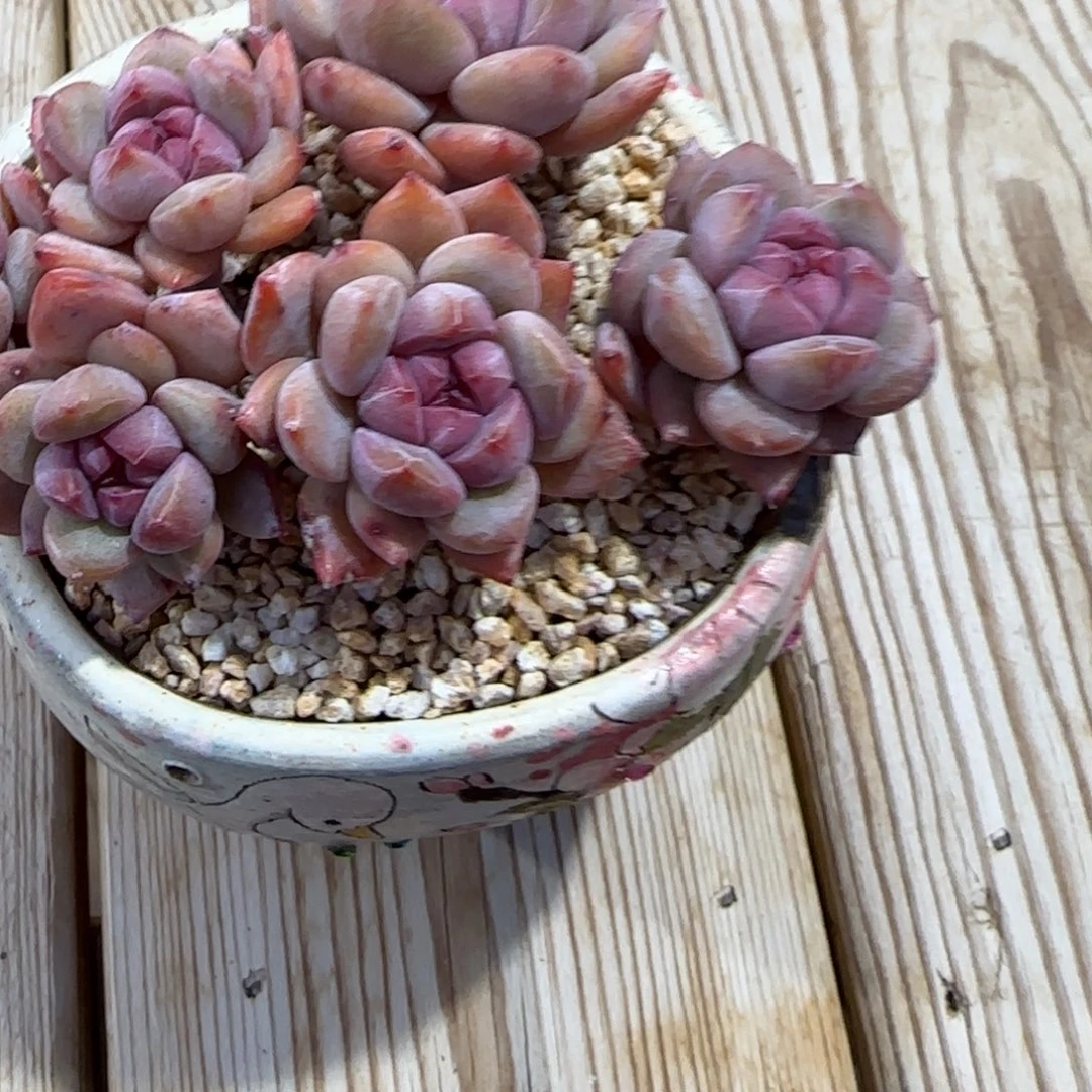 用***36163突尼斯发货多肉