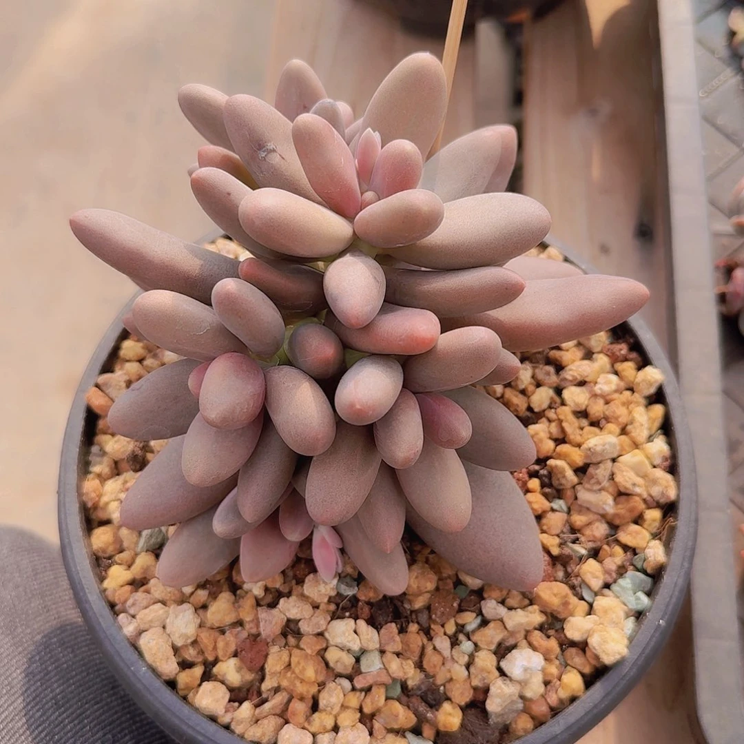 糖果美人多肉一物一拍