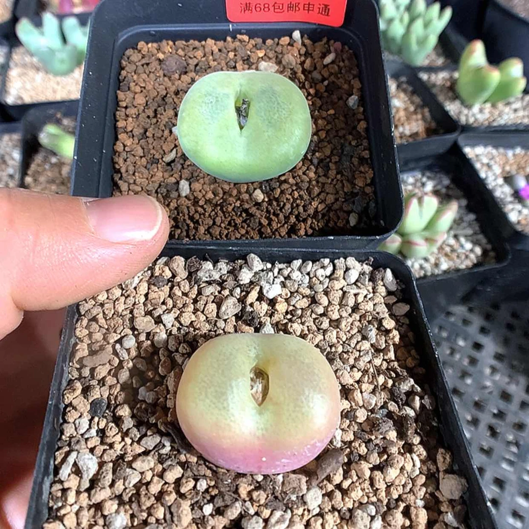 【闪购商品】1-14-31 翠光2颗 31 包