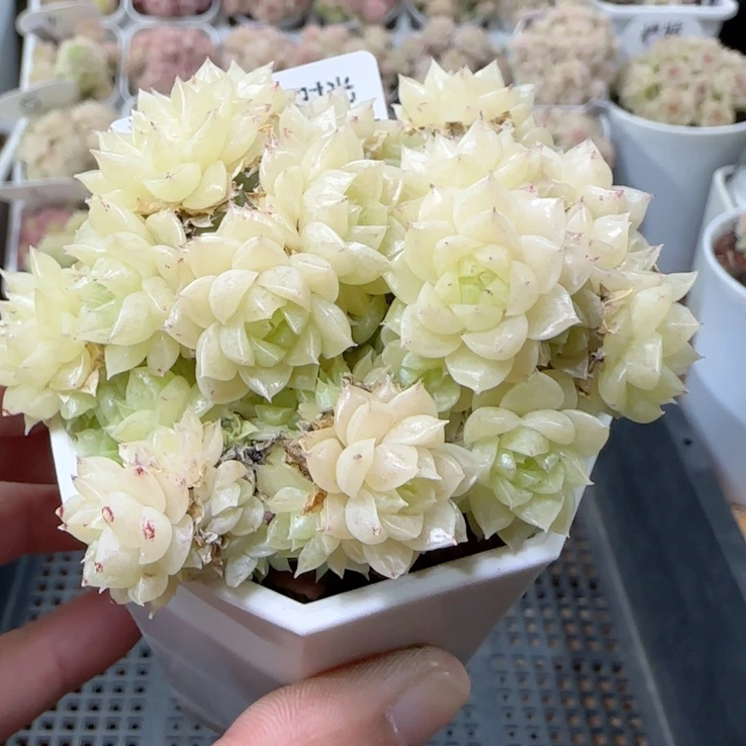 【闪购商品】0223-219麦杆