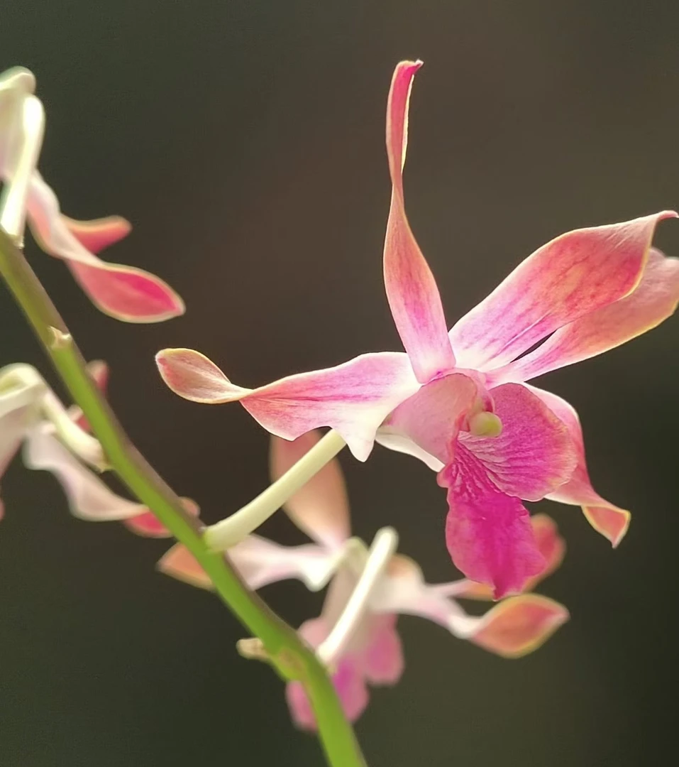 朱丽叶 【秋石斛】渐变粉紫爆花好养室内阳台花期长 云南鲜花绿植
