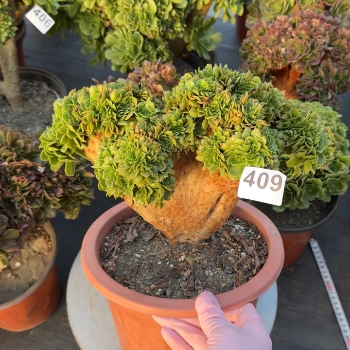 多肉植物绿羊绒缀409