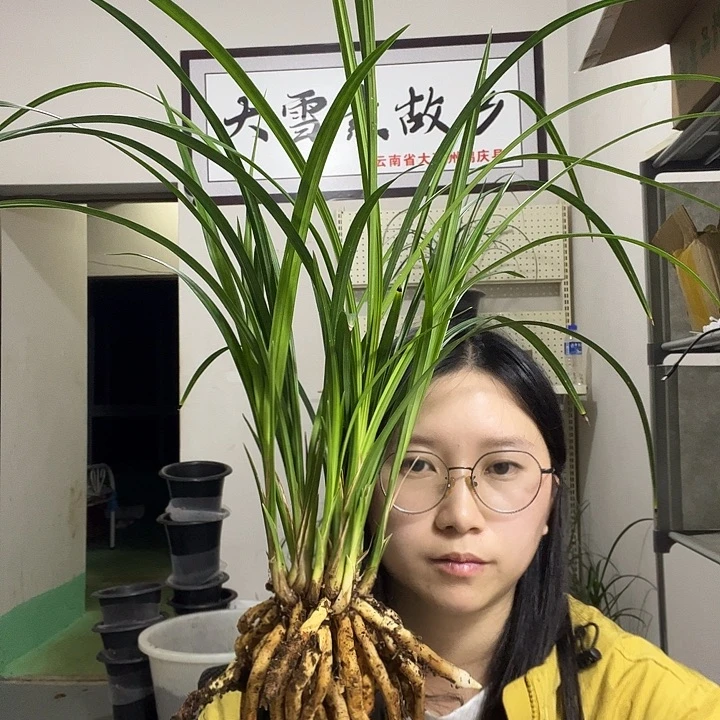 大部分开放少量花苞