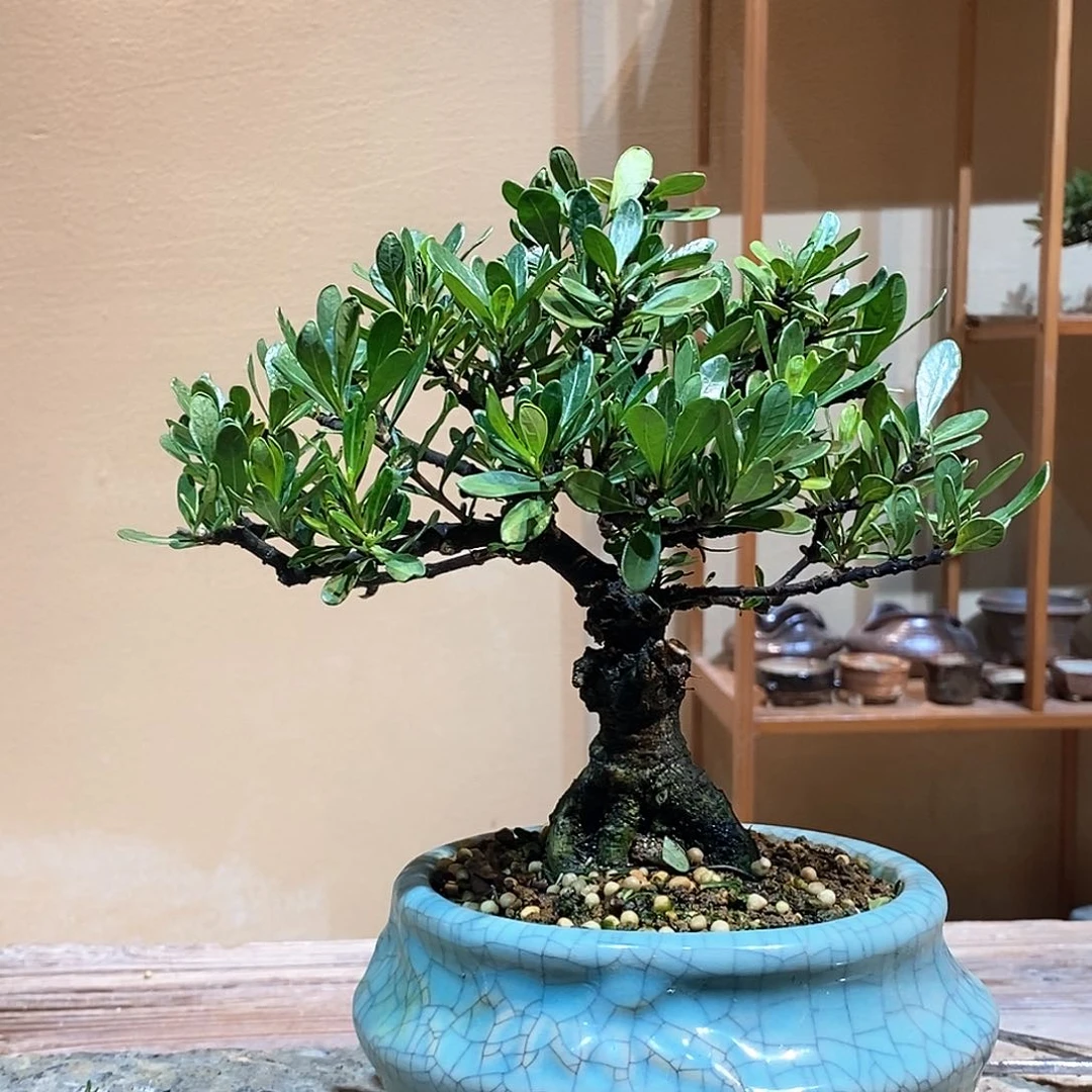 无花朵浩**爹栀子花