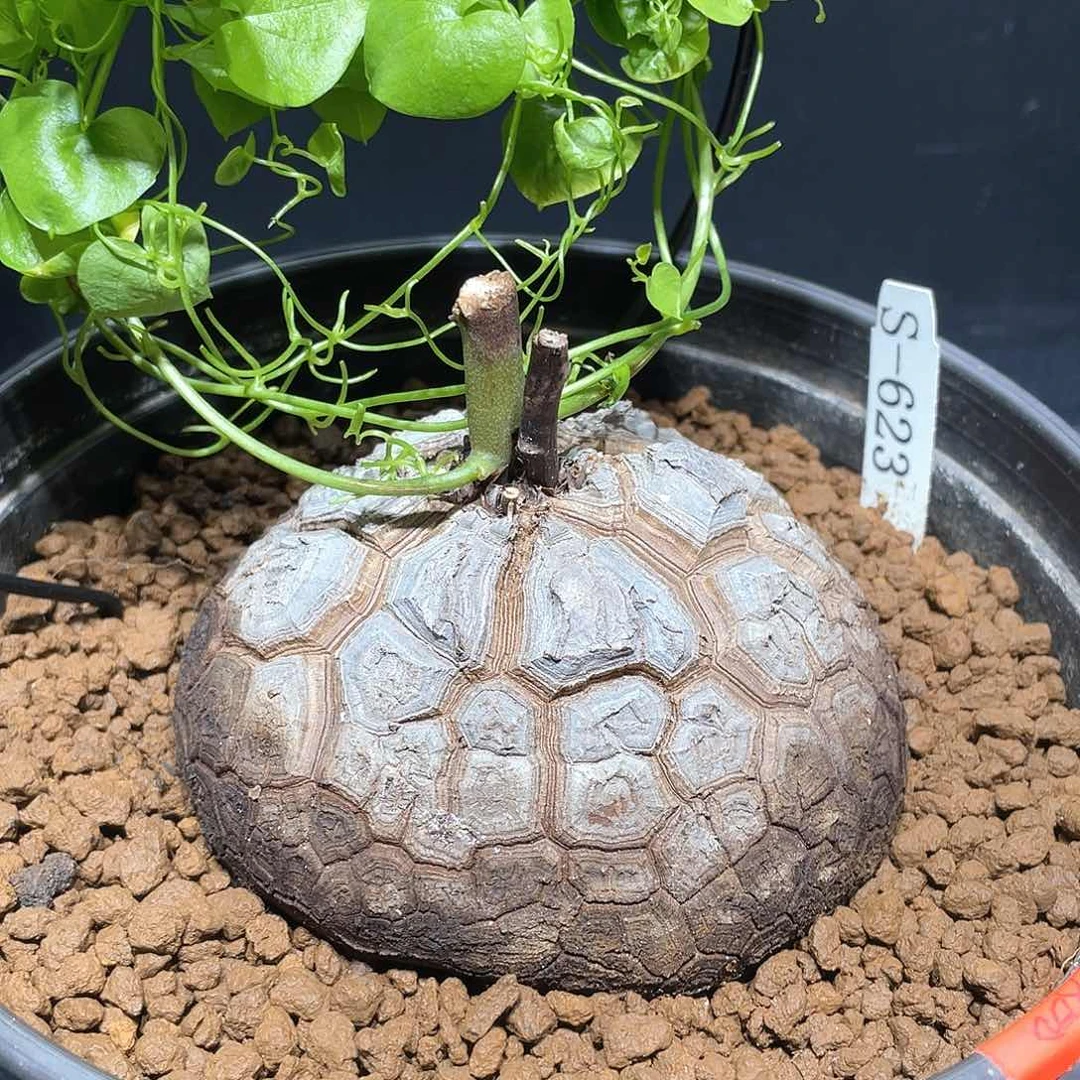 623号龟甲龙10.8公分