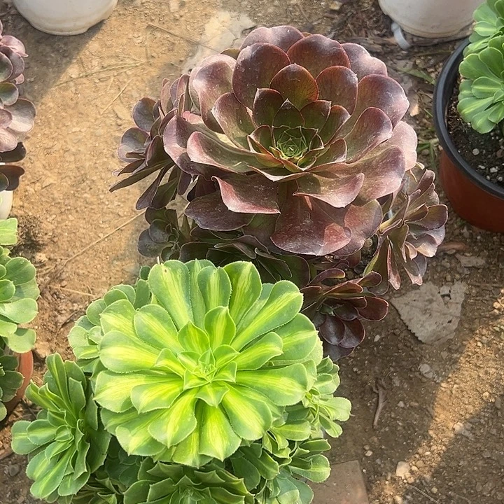 梅金家流离的追梦