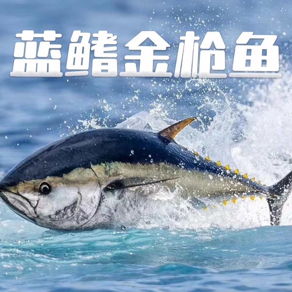 蓝鳍金枪鱼西班牙进口冰鲜大西洋金枪鱼刺身生鱼片【边角】
