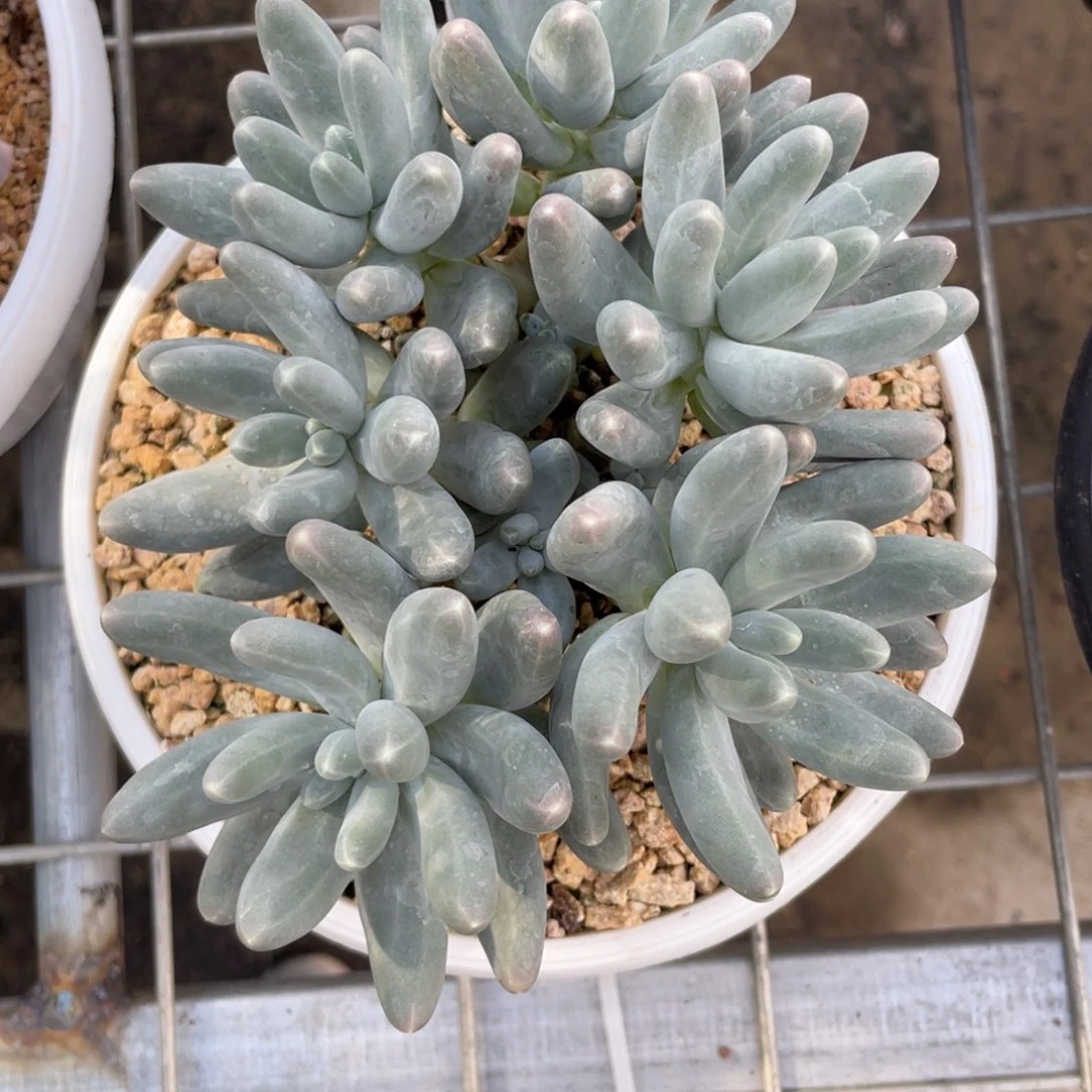 乌拉奶多头群多肉植物888