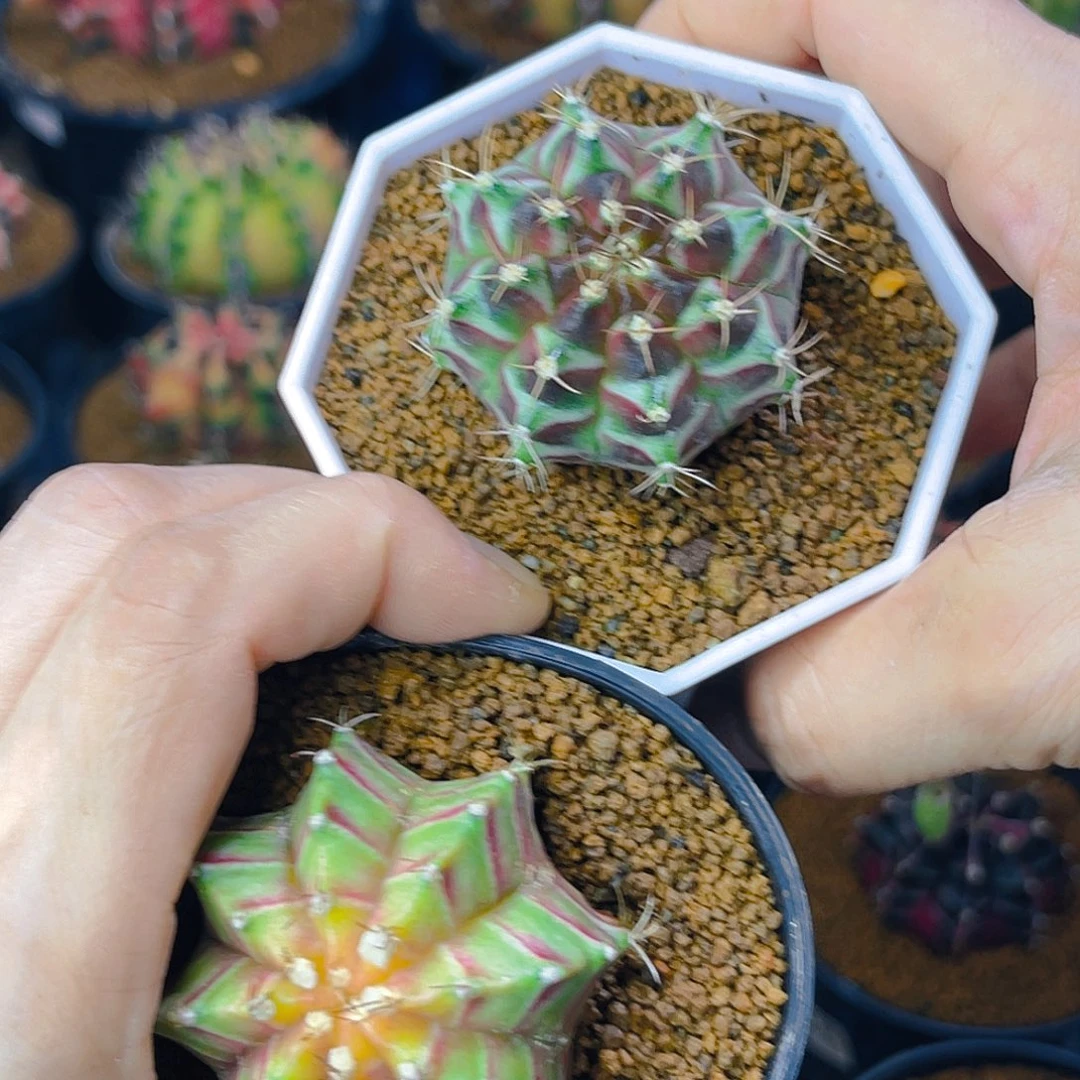 @**?实生 轮回 下方这颗有皮疤4.9公分福利