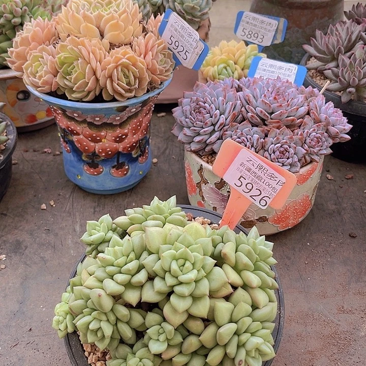 5926黄金象牙。