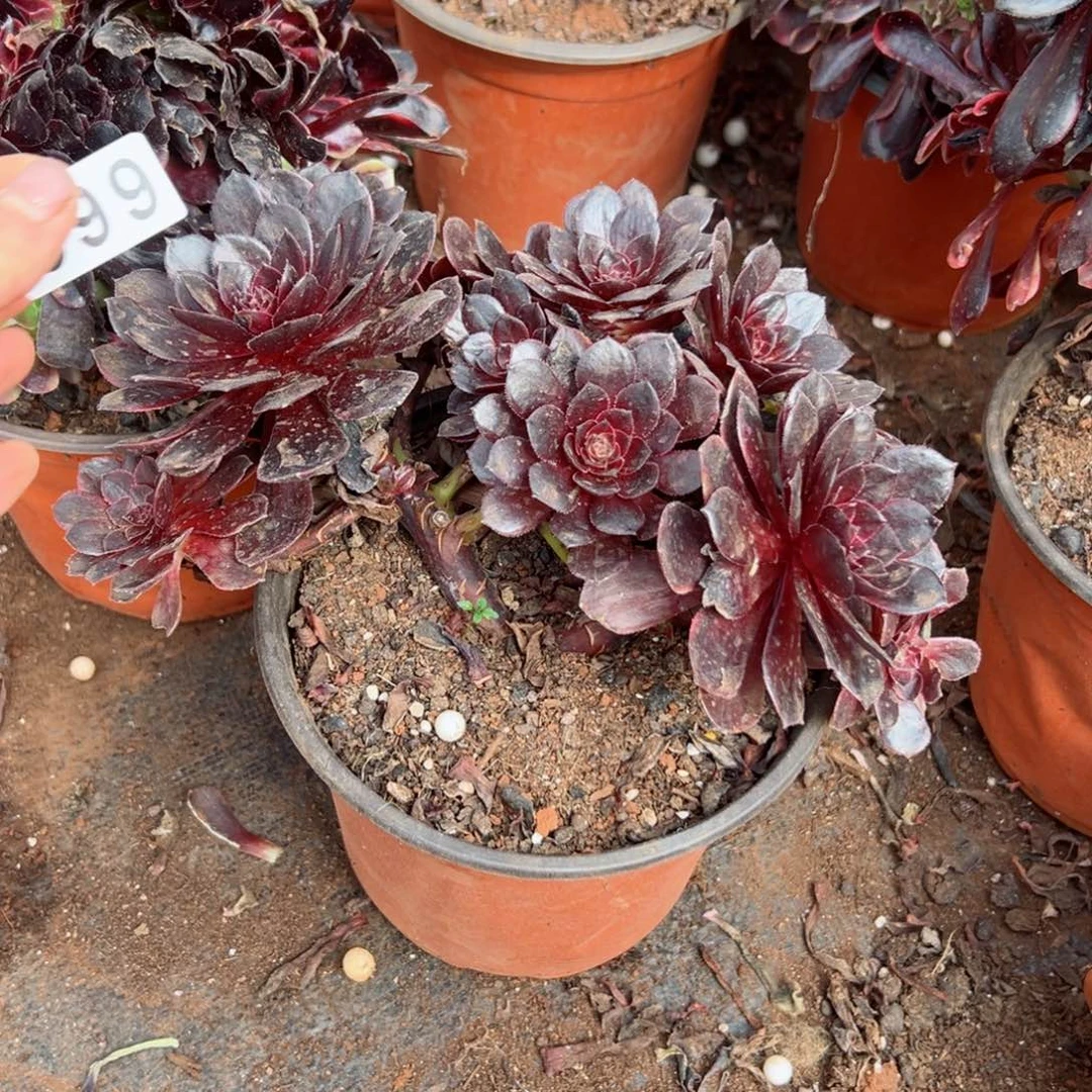 399 号多肉法师植物.